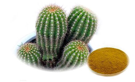 Hoodia gordoni salaku bagian tina Reduslim