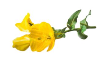 Minyak Primrose dina Reduslim