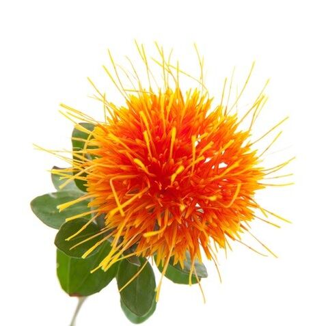 Saffron liar di Reduslim