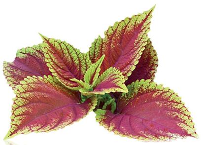 coleus forskolia salaku bagian tina Reduslim